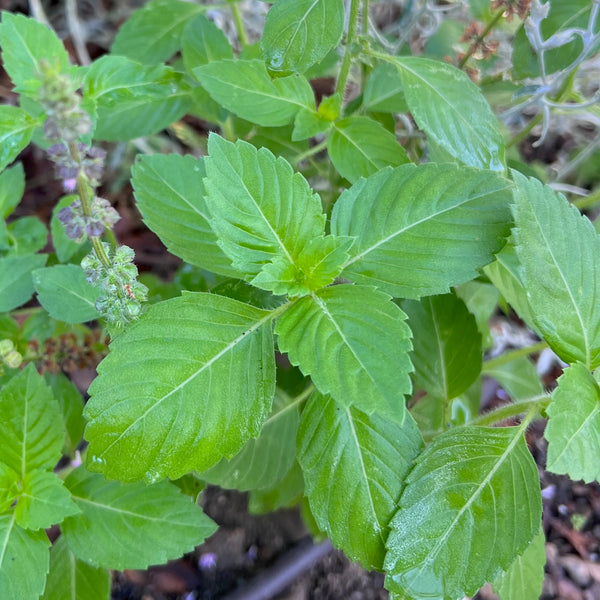 Kapoor Tulsi Holy Basil Seeds The Plant Good Seed Company