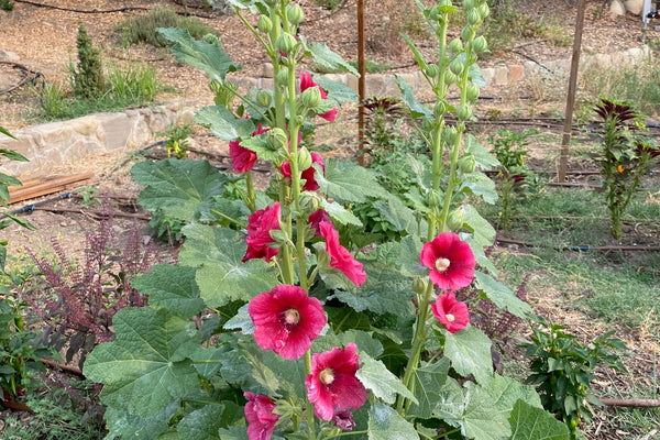 Alcea rosea 'Hollyhock