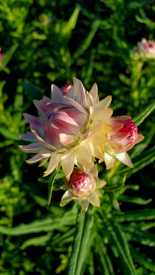 http://www.plantgoodseed.com/cdn/shop/files/strawflowersilveryrose-1_600x.jpg?v=1700428819