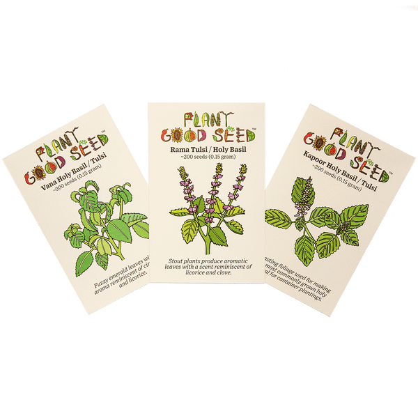 Holy Basil Tulsi Seed Collection The Plant Good Seed Company