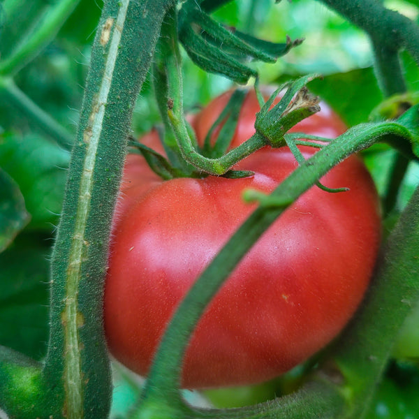 Arlo Vegetable seeds 25 of Brandywine Pink tomato - heirloom vegetable  Large fruit USA Variety : : Garden & Outdoors