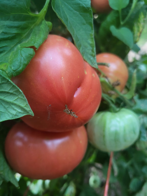 Tomato Seeds - Black Brandywine, Vegetable Seeds in Packets & Bulk