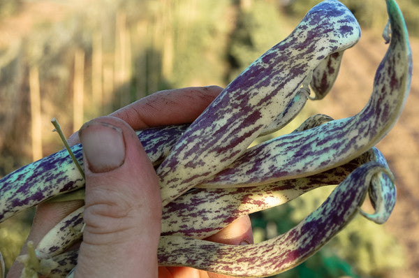 Dragon Langerie Bean Seeds The Plant Good Seed Company