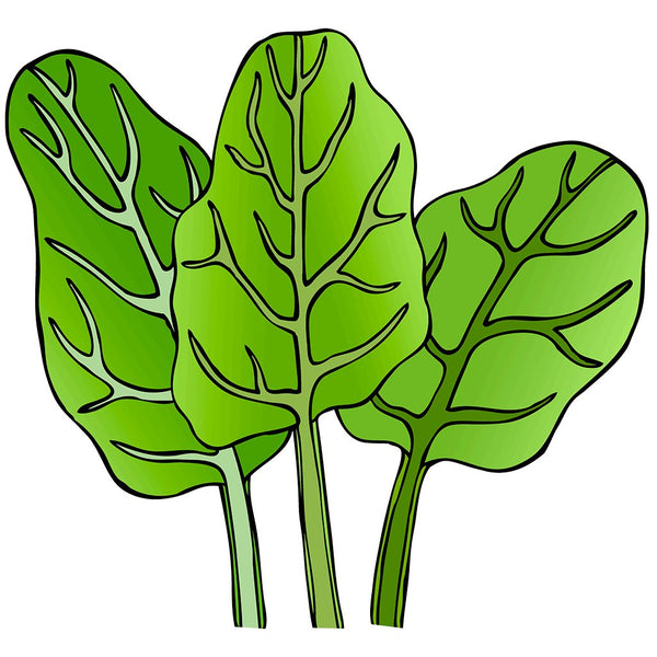 Organic Spinach Seeds: Non-GMO, Certified Organic Heirloom Varieties ...