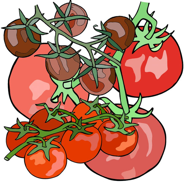 Organic Tomato Seeds: Non-GMO, Certified Organic Heirloom Varieties ...