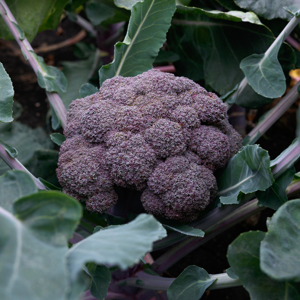 Purple Magic Broccoli F1