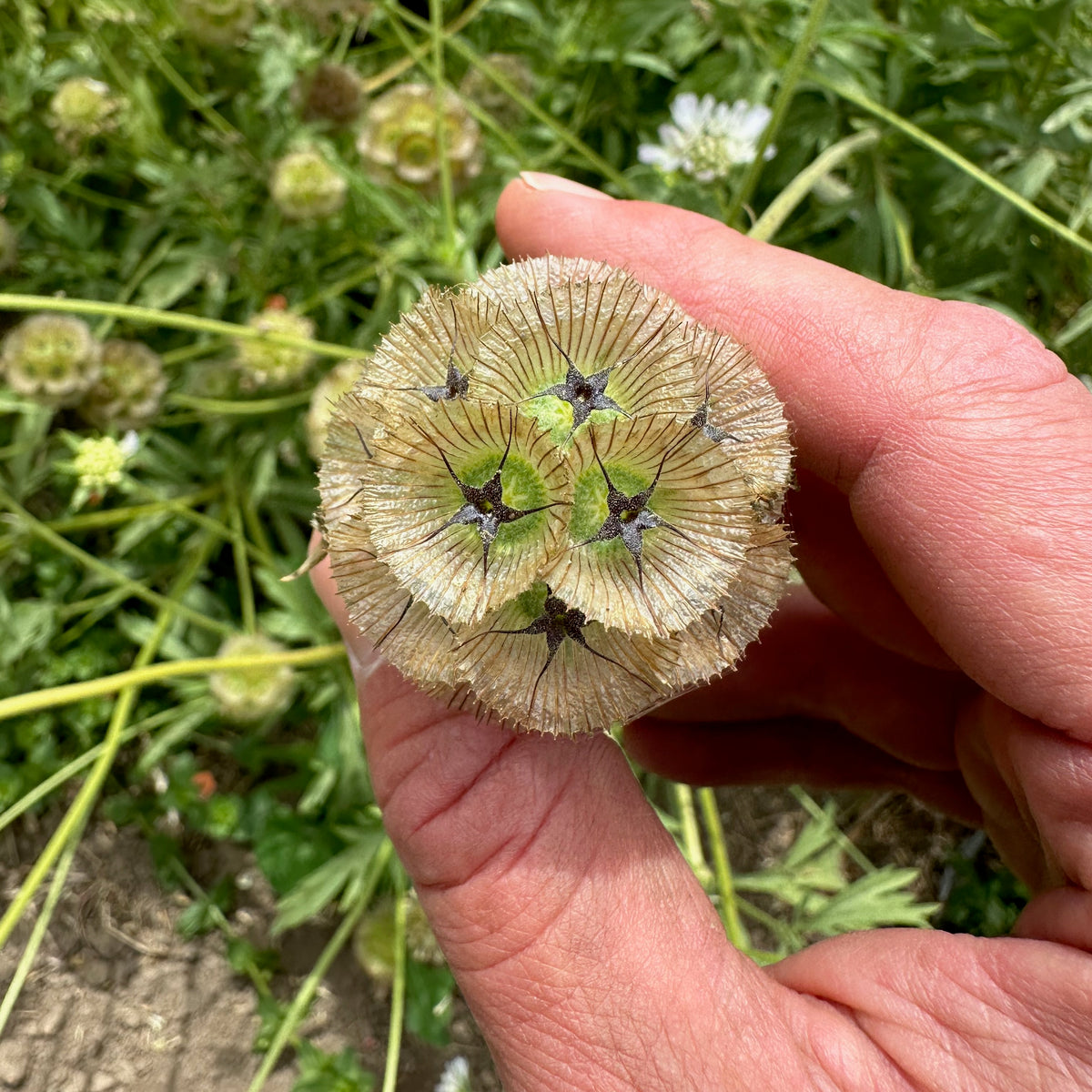 Starflower Scaboisa