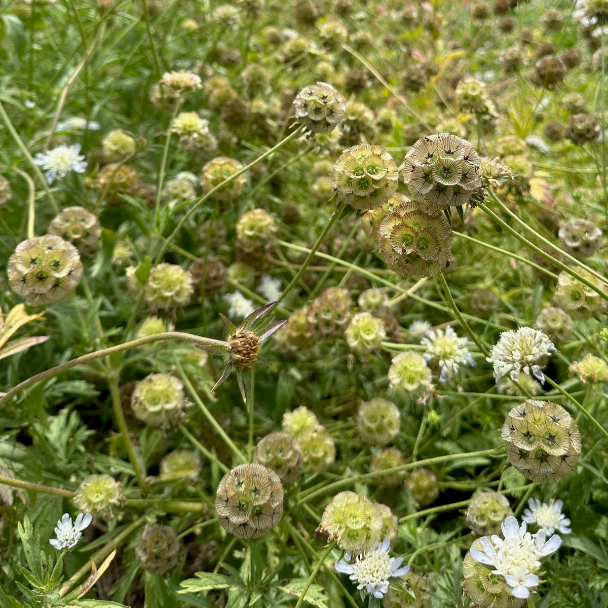 Starflower Scaboisa