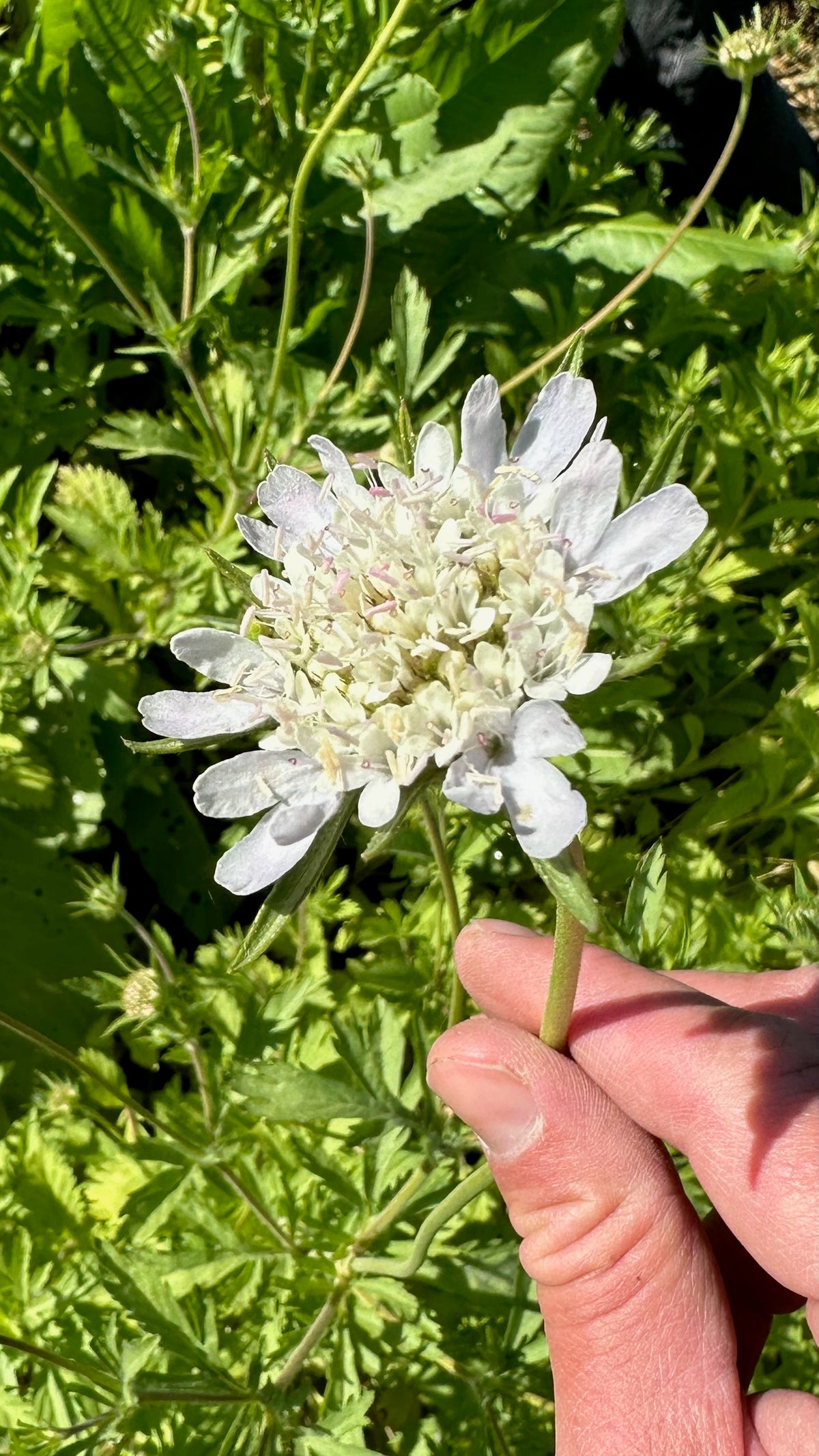 Starflower Scaboisa