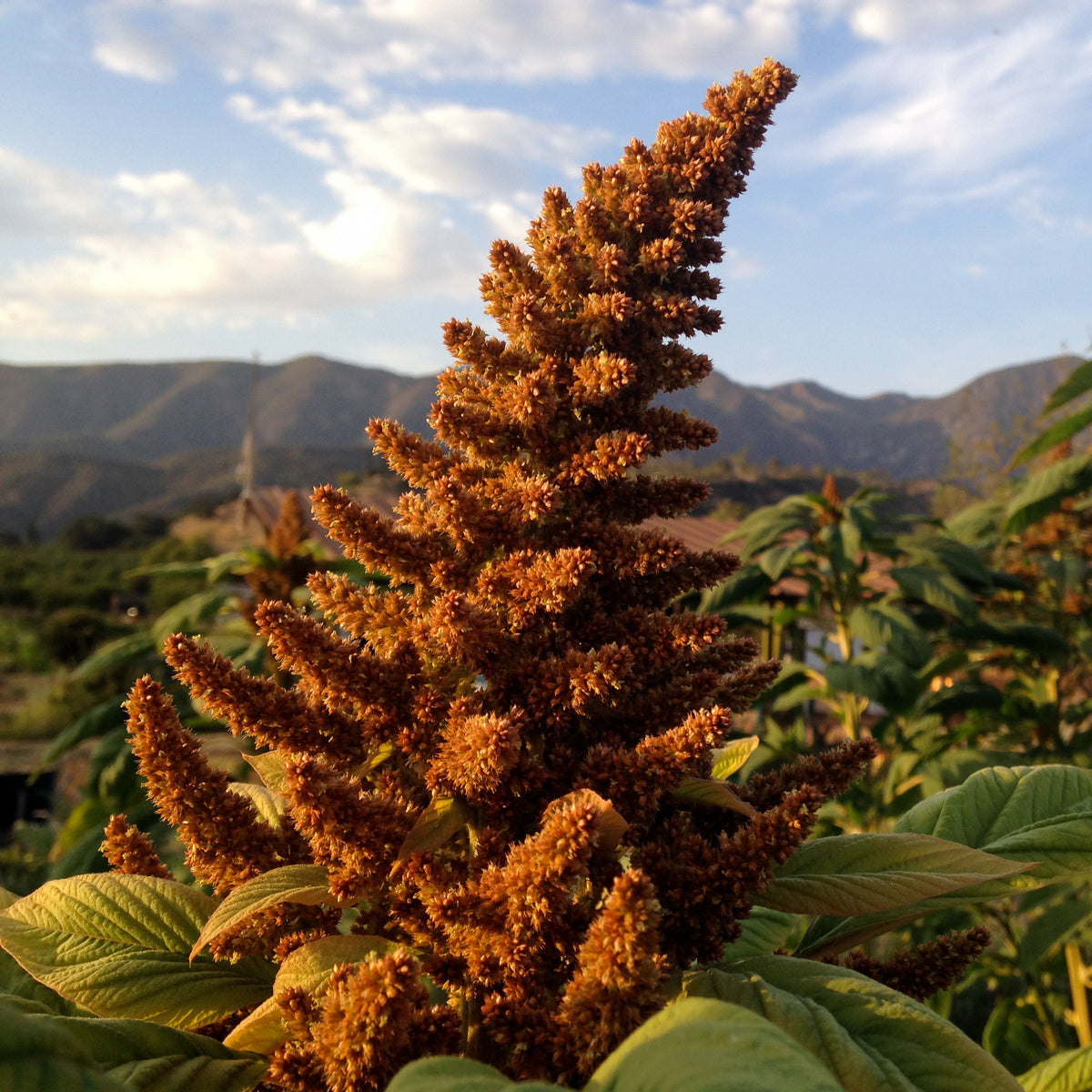 Chinese Giant Orange Amaranth