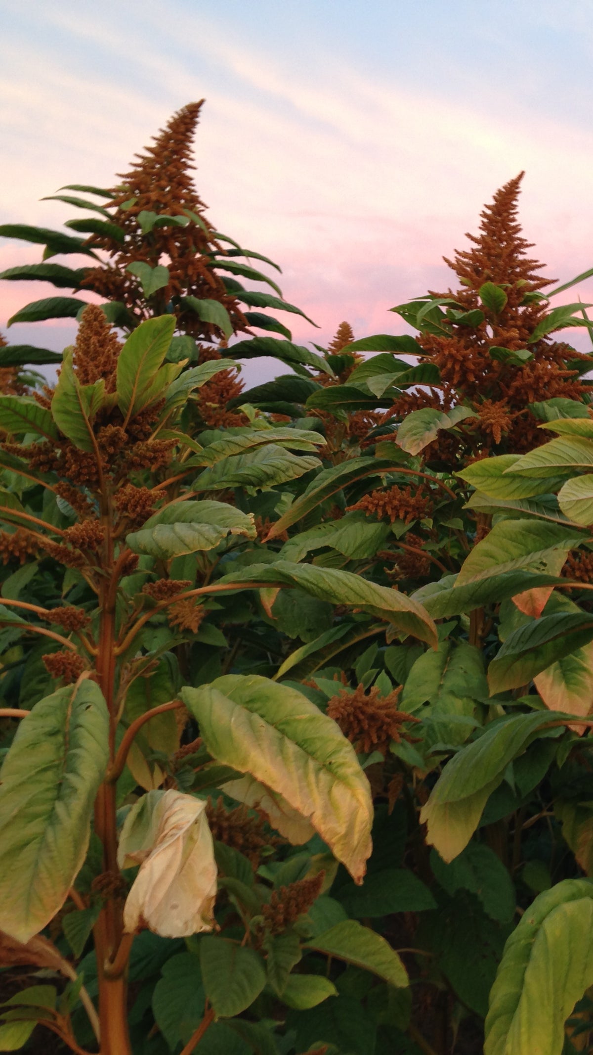 Chinese Giant Orange Amaranth