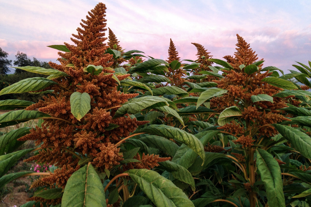 Chinese Giant Orange Amaranth