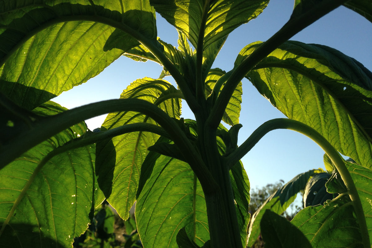 Chinese Giant Orange Amaranth