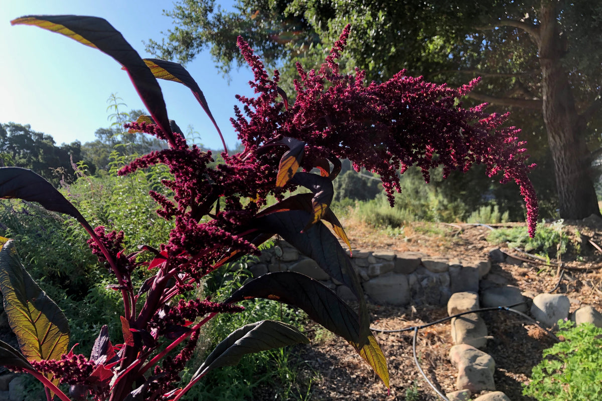 Hopi Red Dye Amaranth