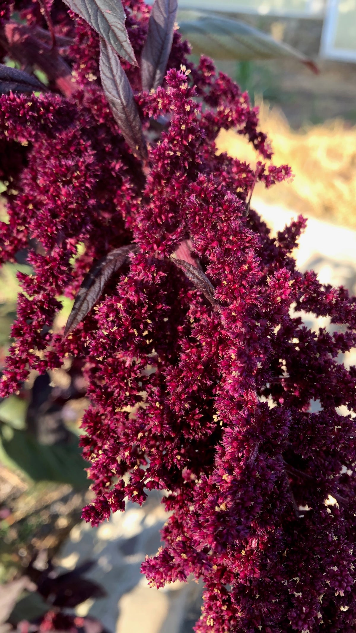 Hopi Red Dye Amaranth