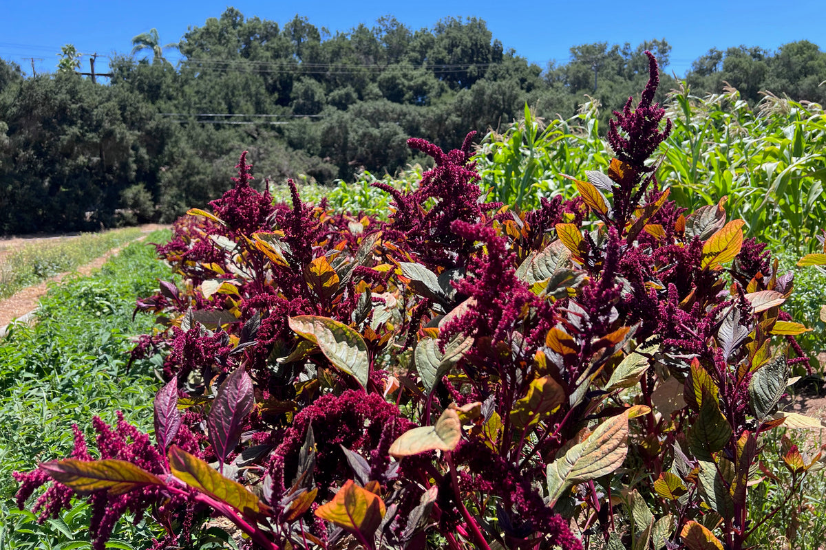 Hopi Red Dye Amaranth