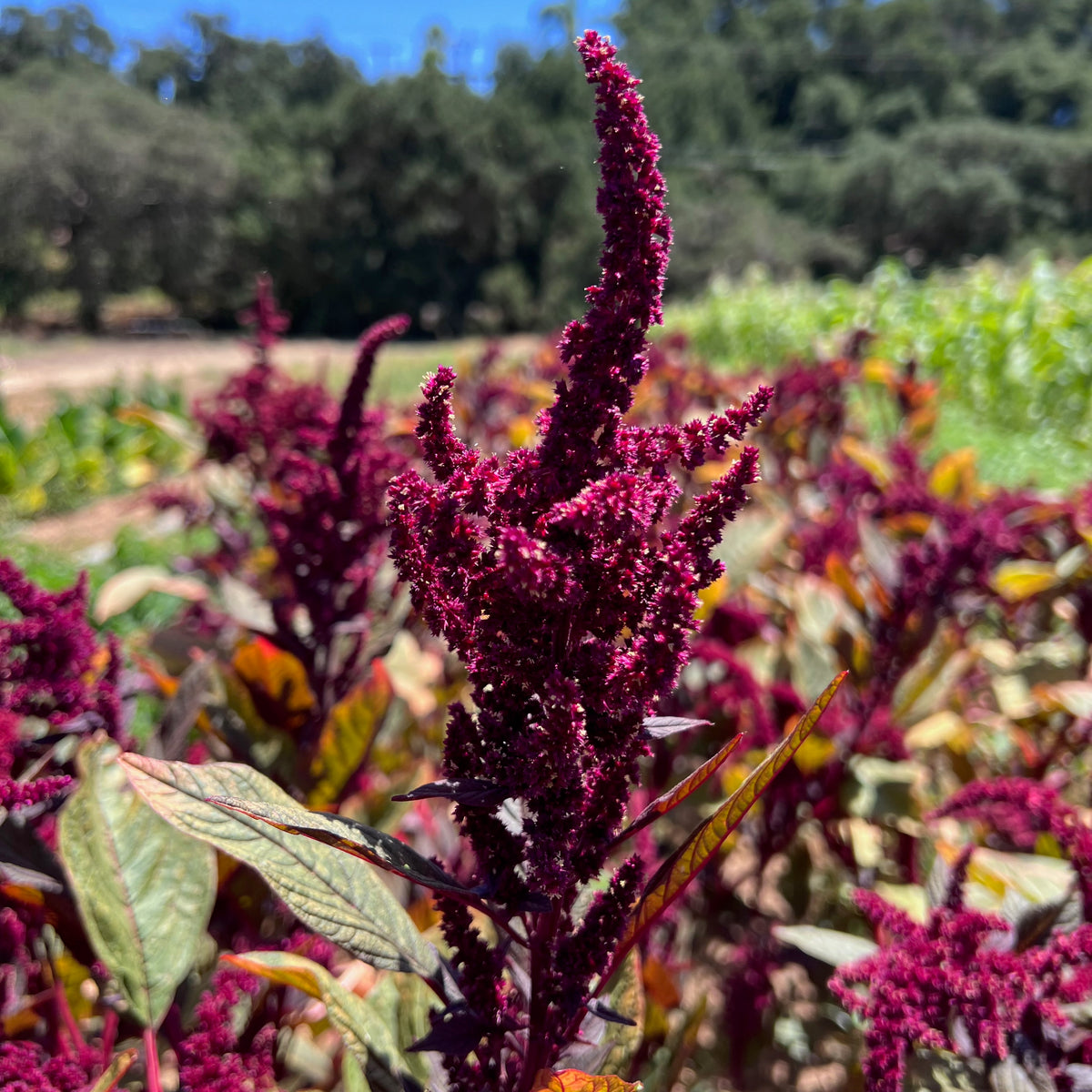 Hopi Red Dye Amaranth