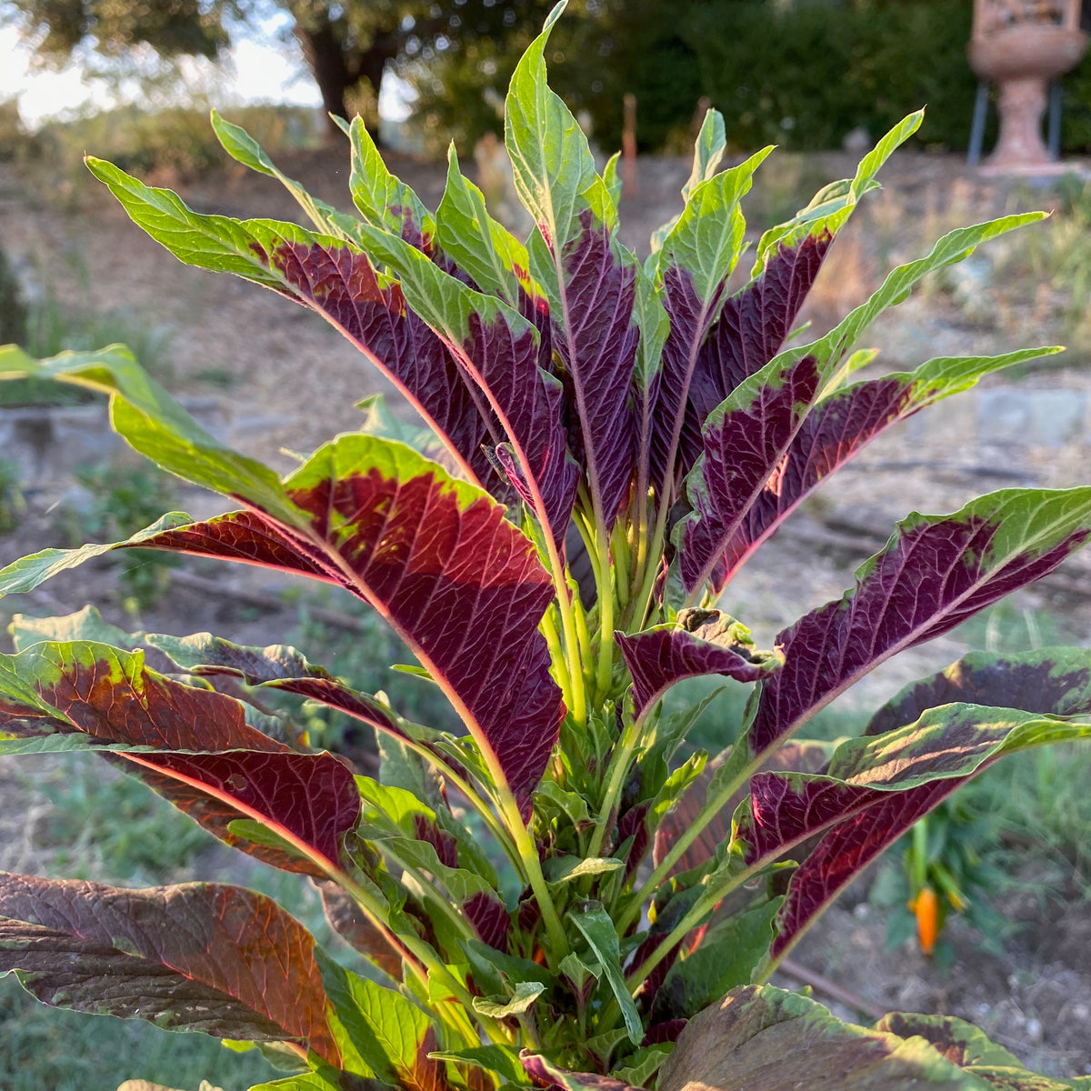 Amaranth Seed Collection (5 packets)