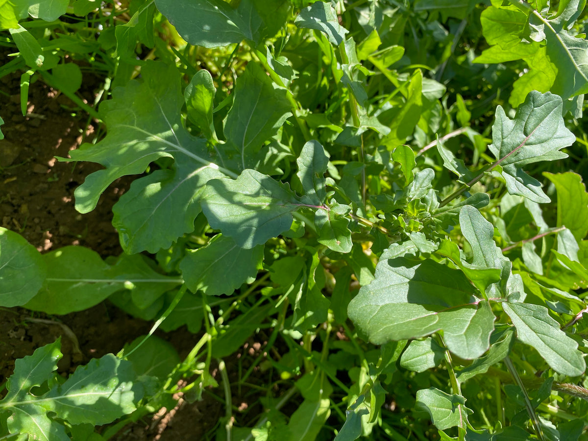 Arugula