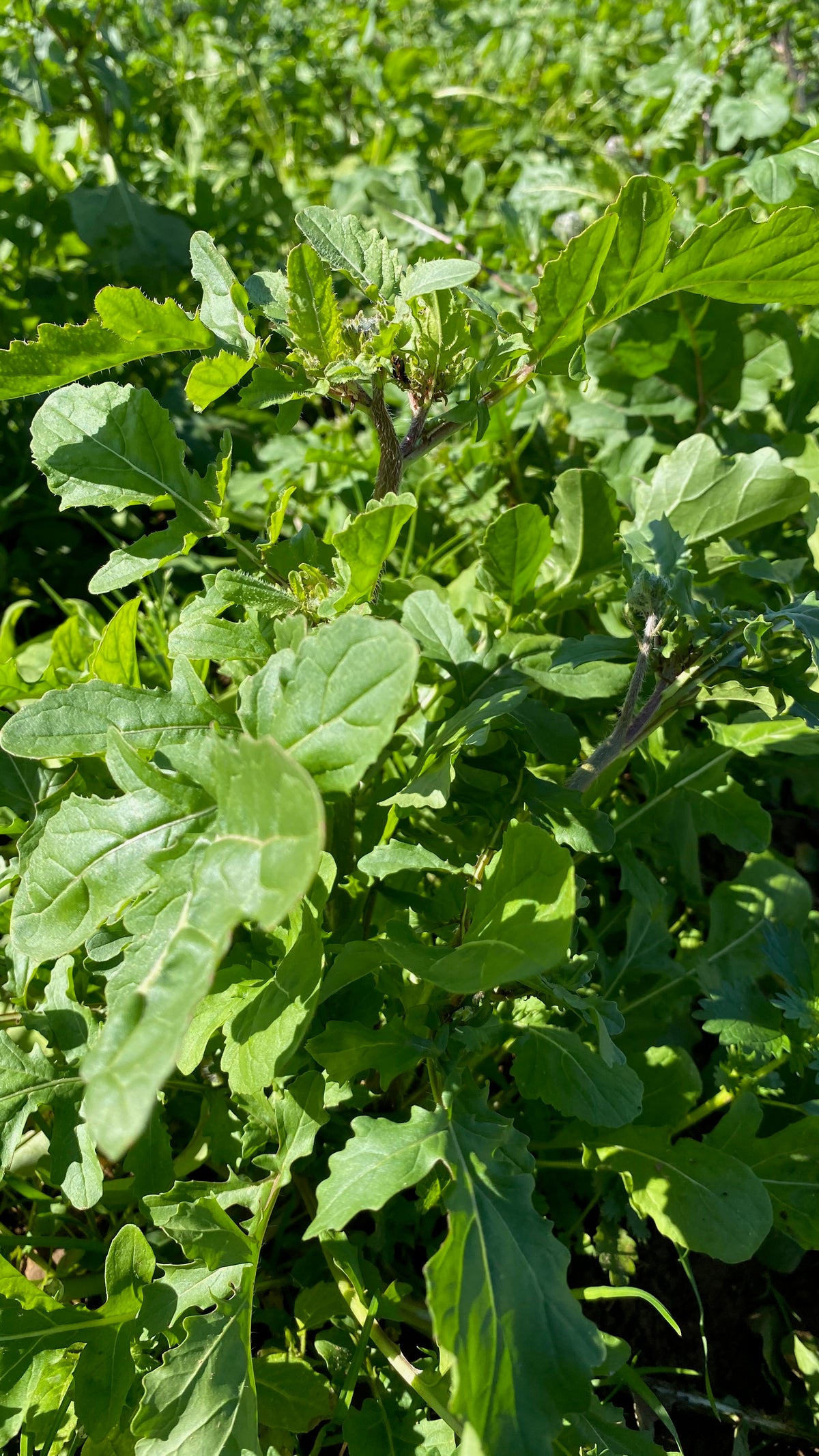 Arugula