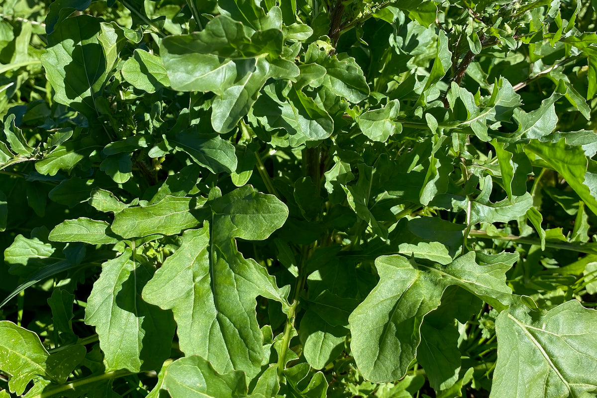 Arugula