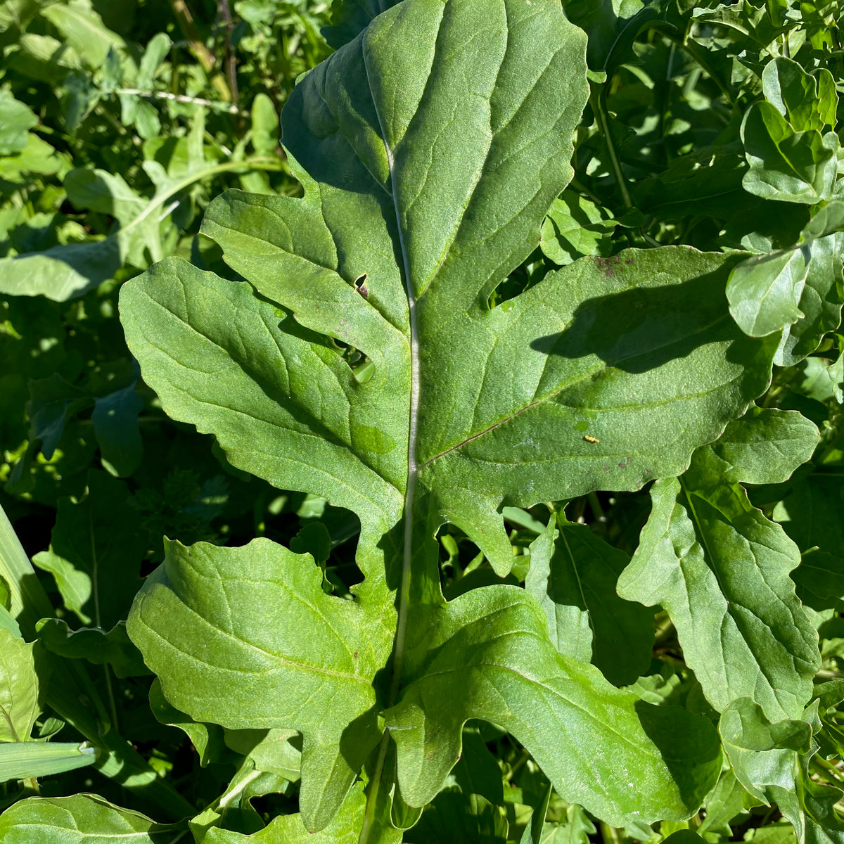 Arugula