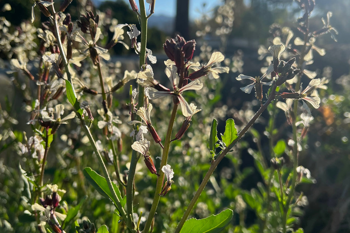 Arugula