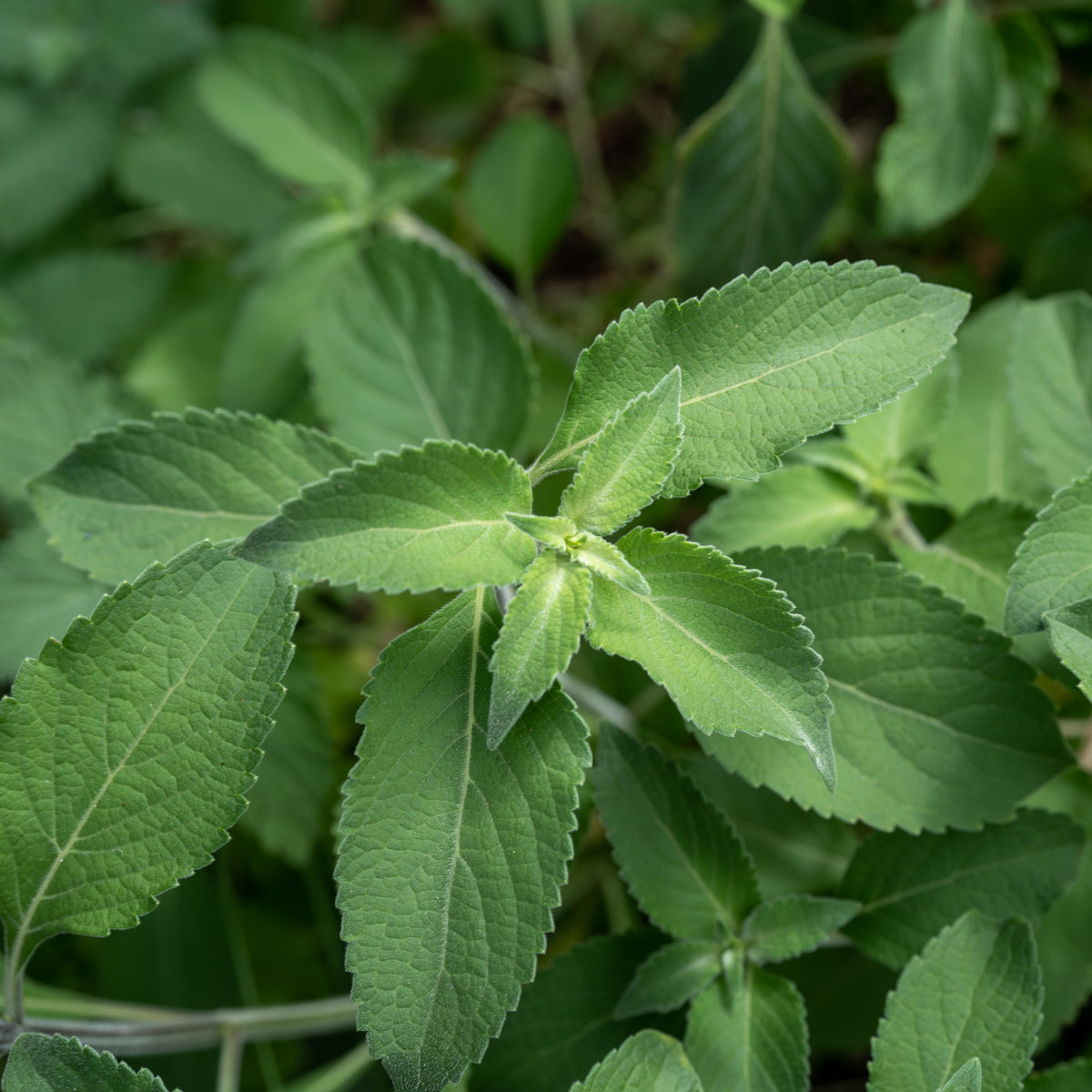 Tulsi / Holy Basil: Vana