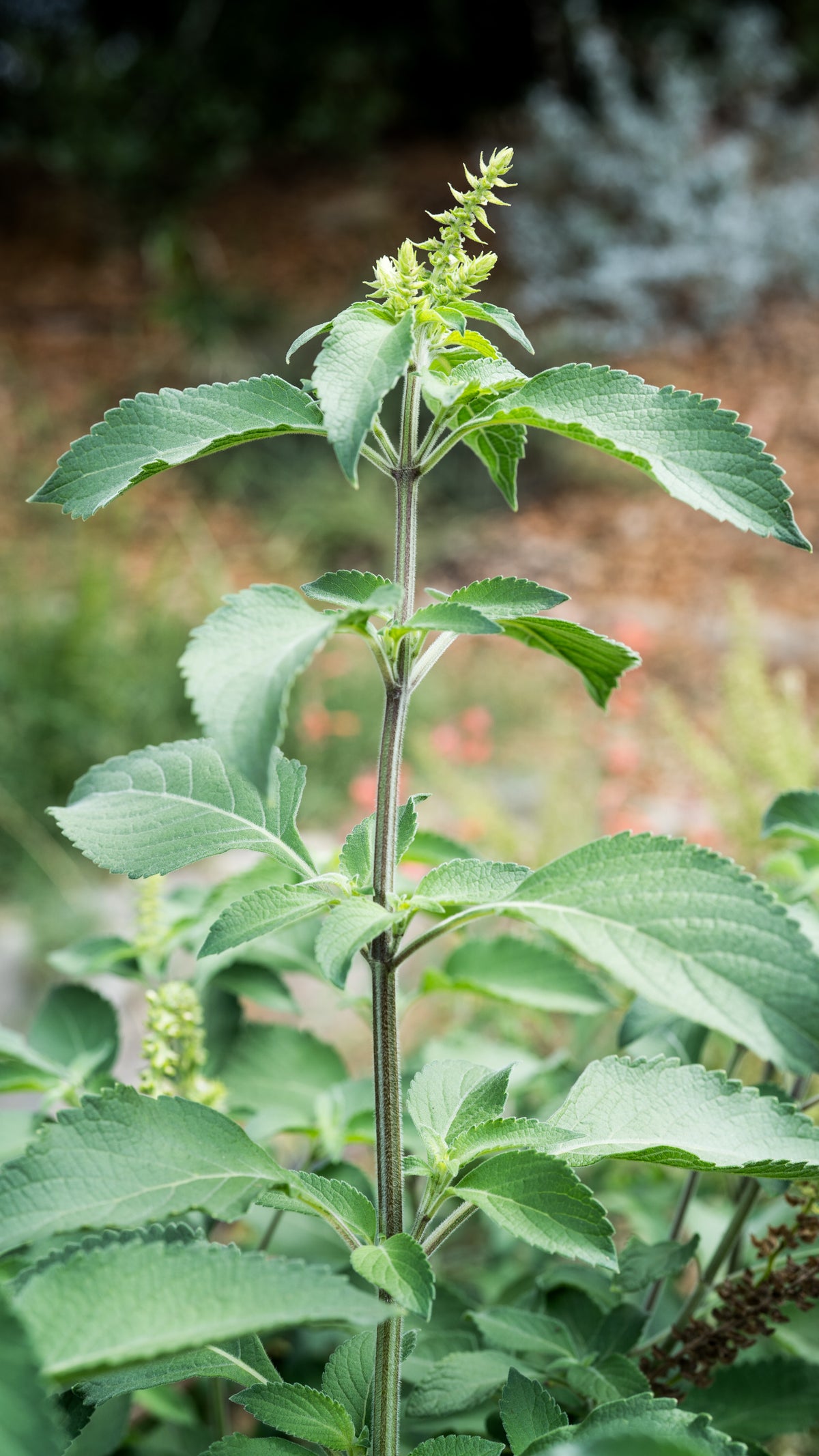 Tulsi / Holy Basil: Vana