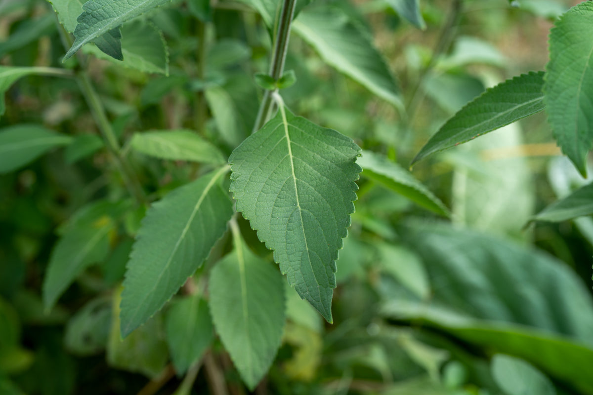 Tulsi / Holy Basil: Vana