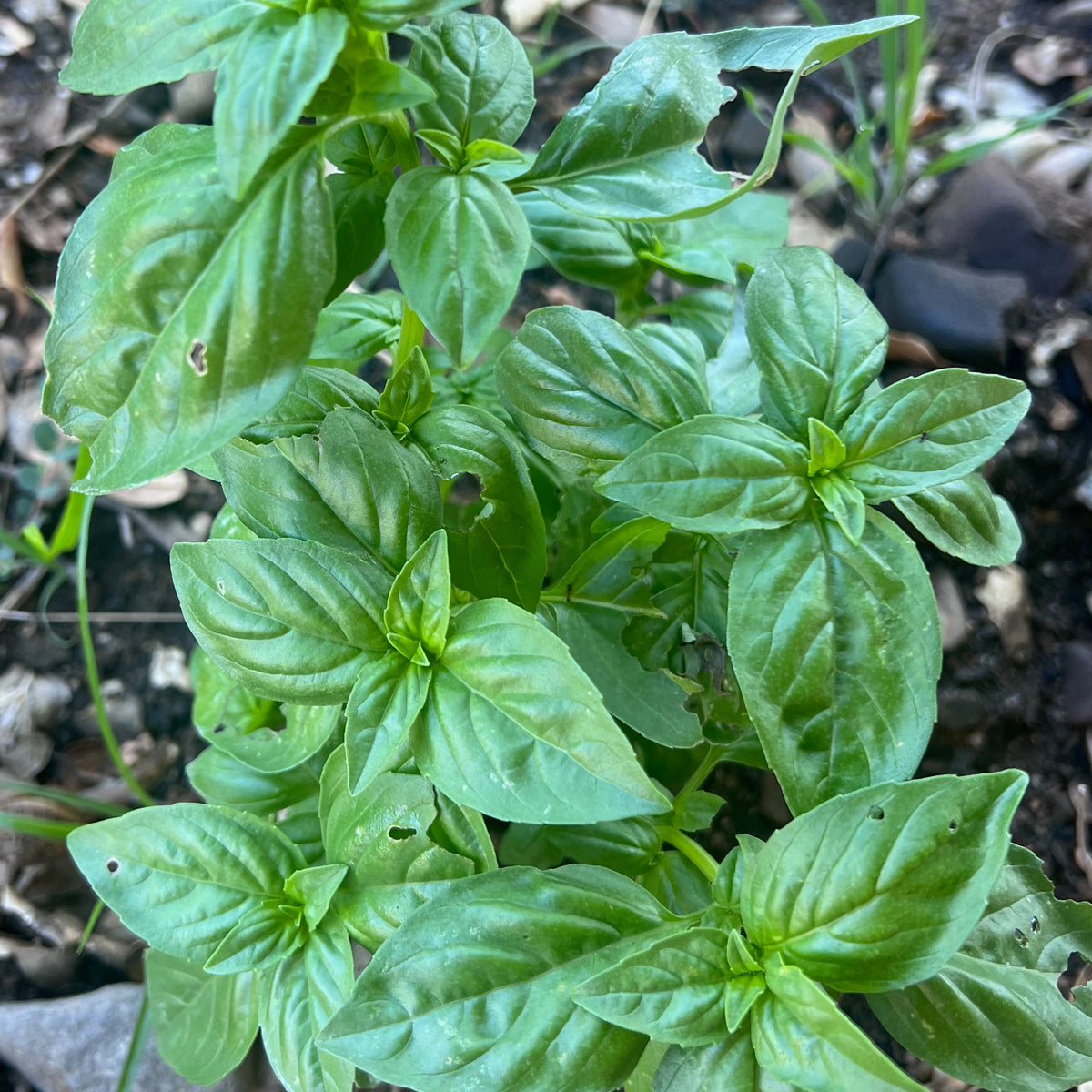 Culinary Basil Seed Collection - Six Packets