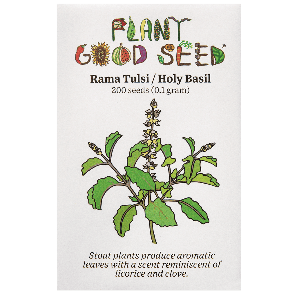 Rama Tulsi Holy Basil Seeds The Plant Good Seed Company