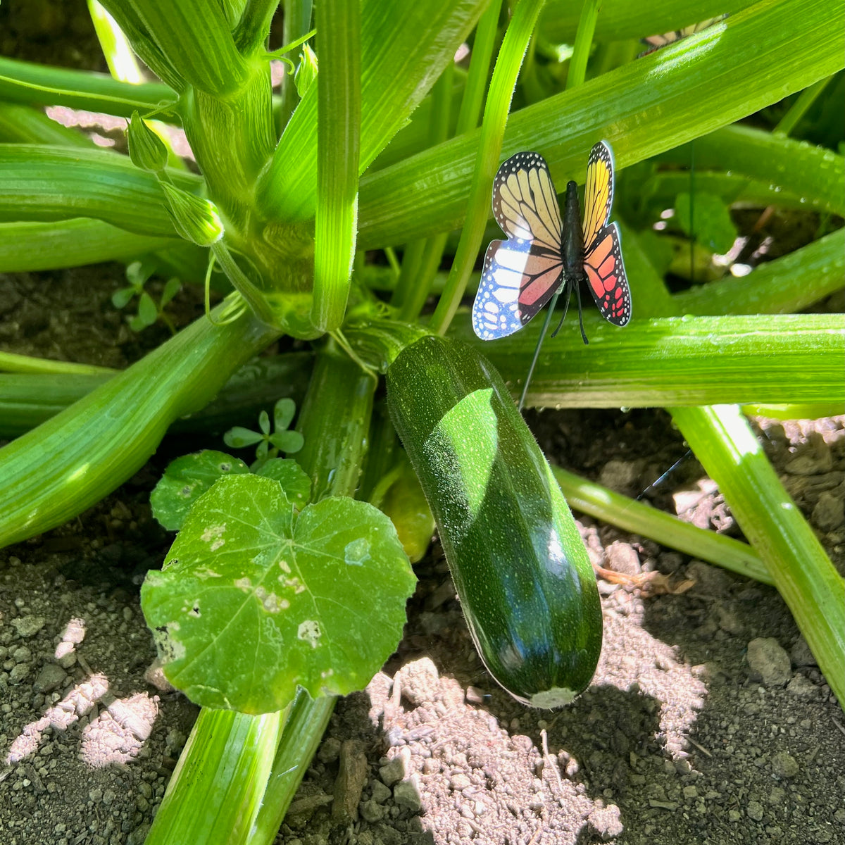 Black Beauty Zucchini