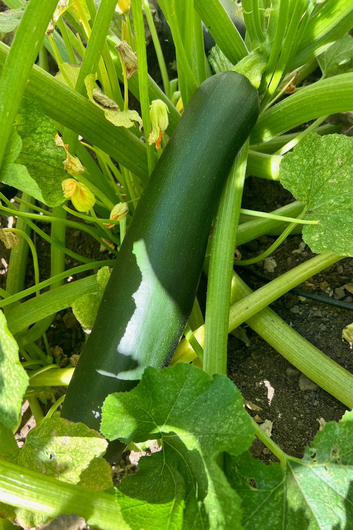 Black Beauty Zucchini