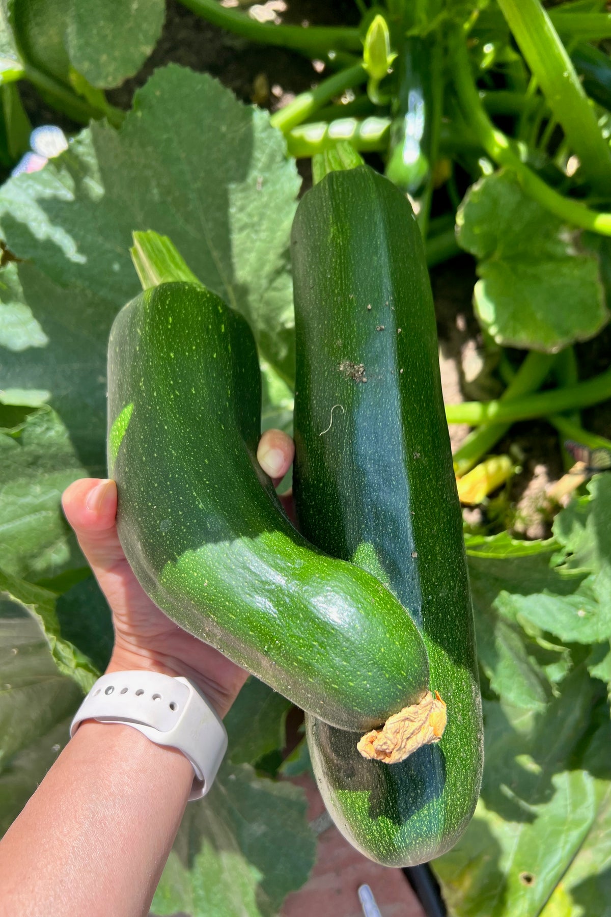 Black Beauty Zucchini