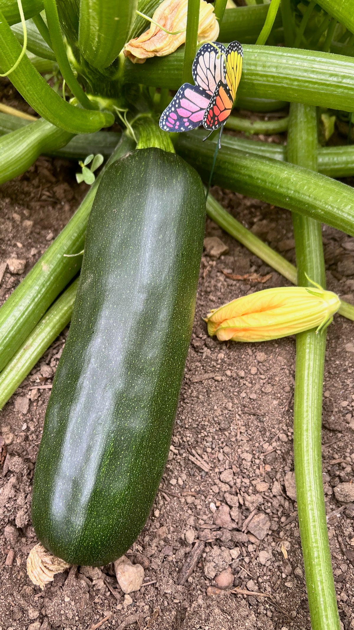 Black Beauty Zucchini