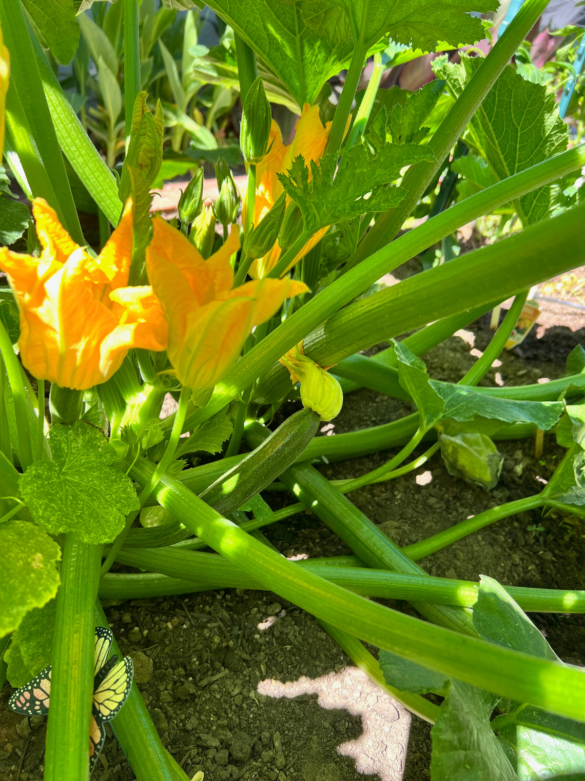 Black Beauty Zucchini