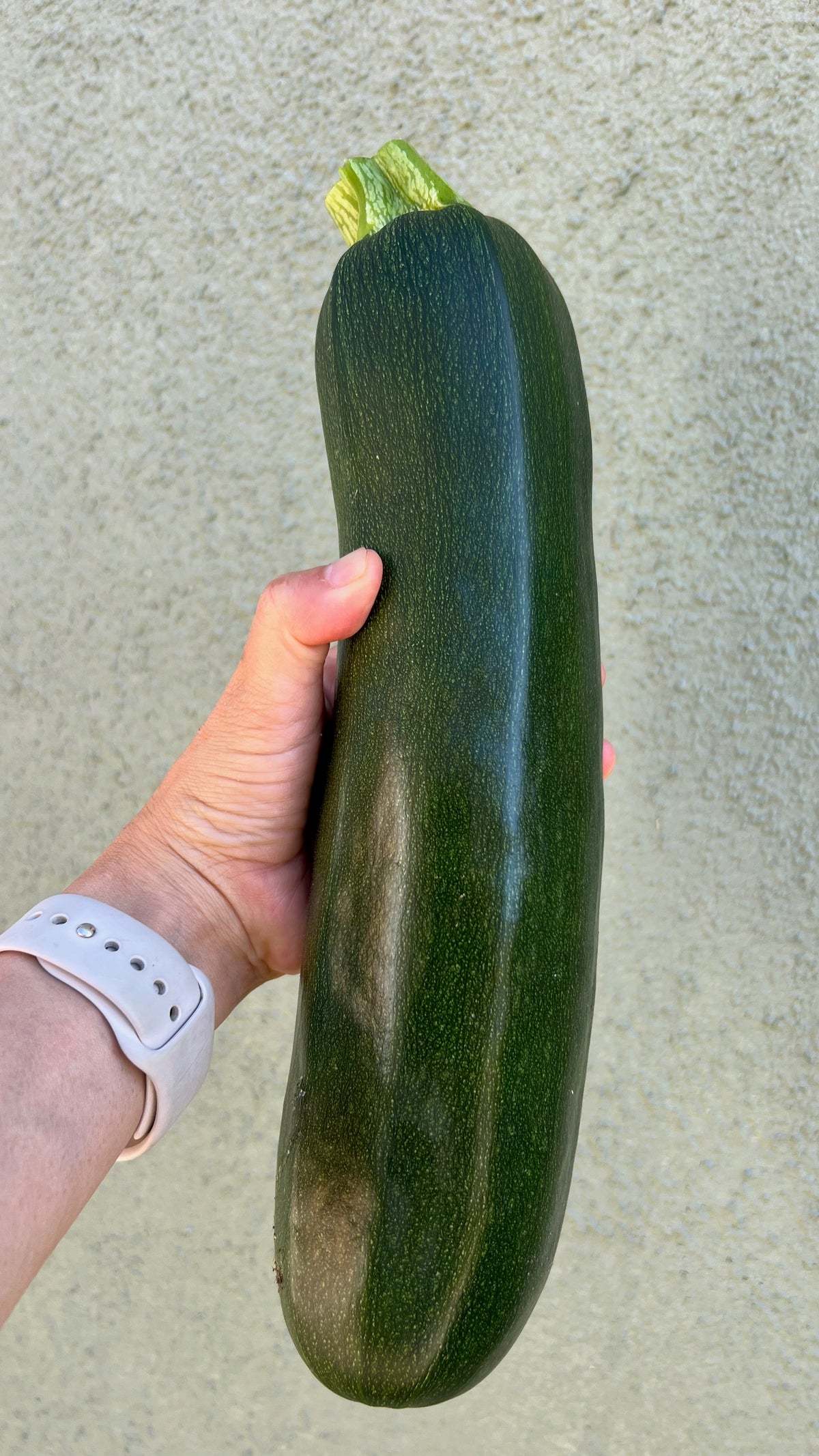 Black Beauty Zucchini