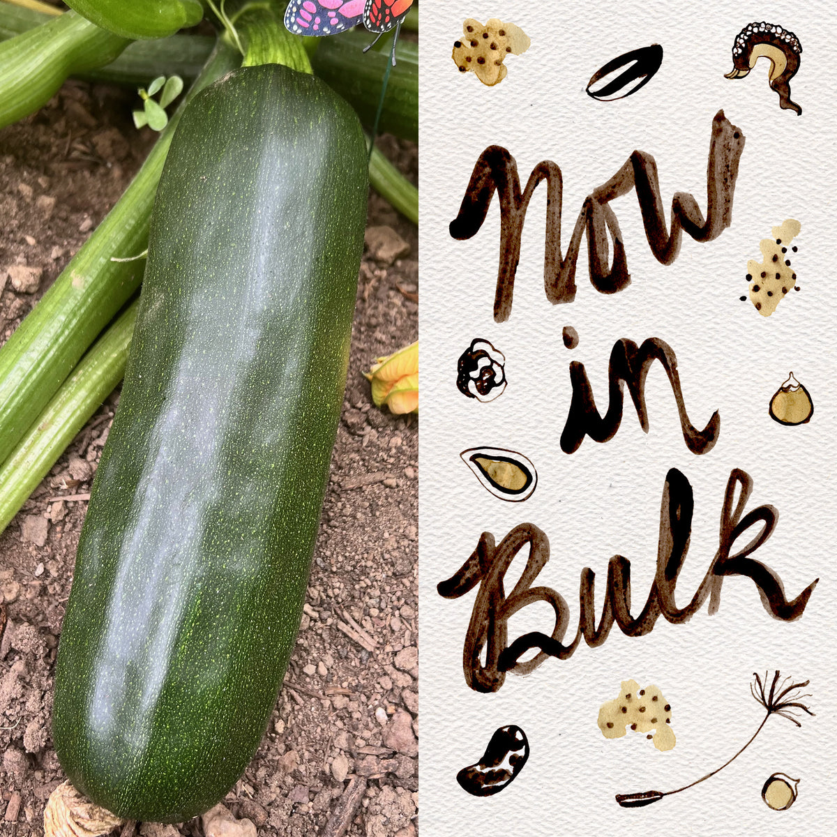 Black Beauty Zucchini