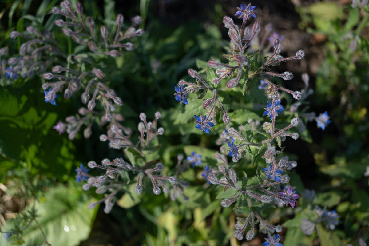 Borage