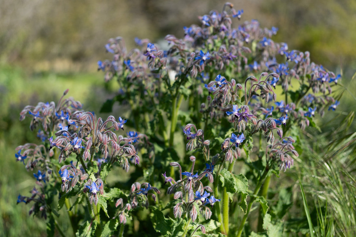 Borage