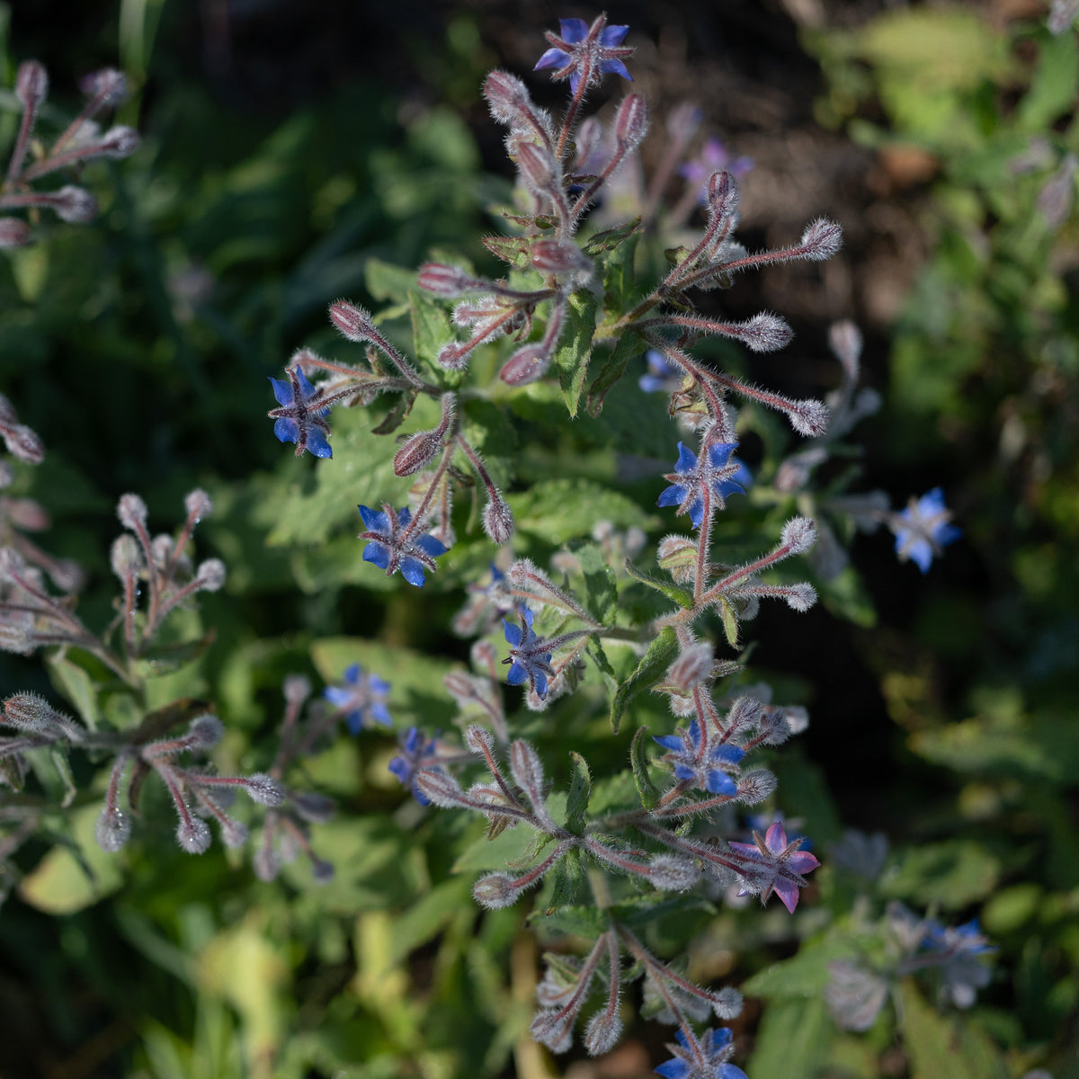 Borage