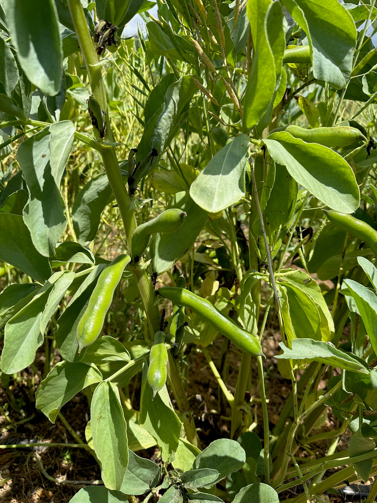 Broad Windsor Fava Bean