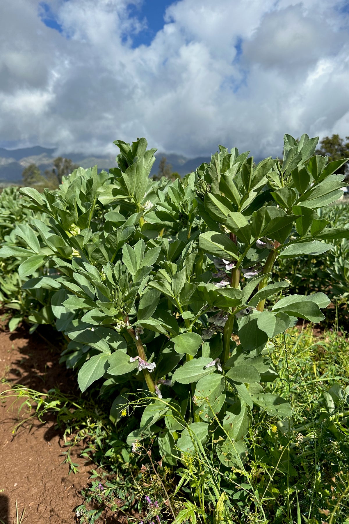 Broad Windsor Fava Bean