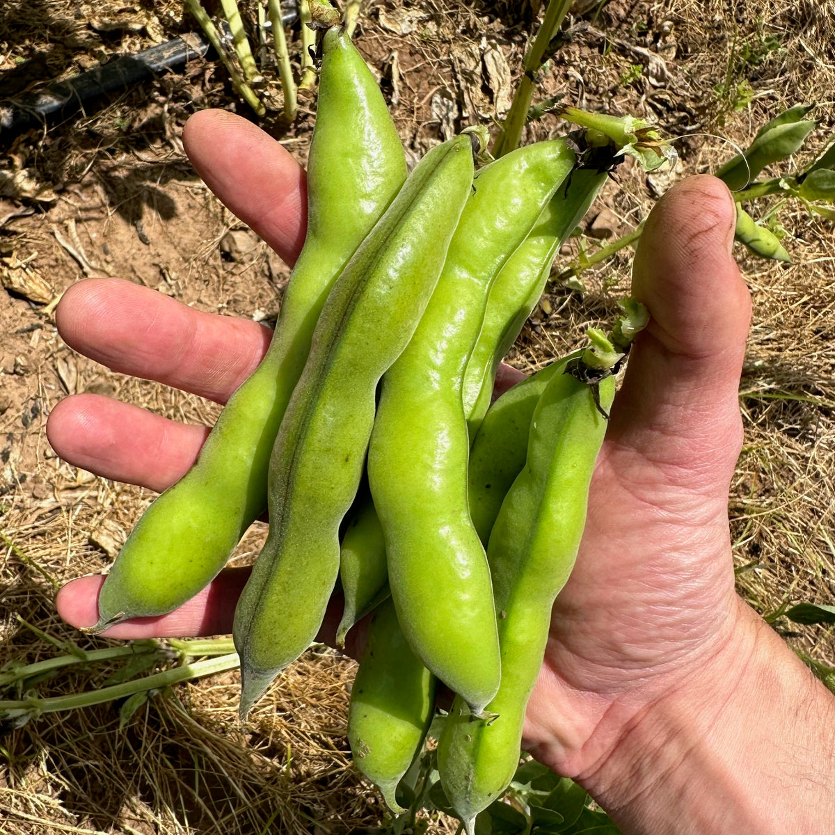 Broad Windsor Fava Bean