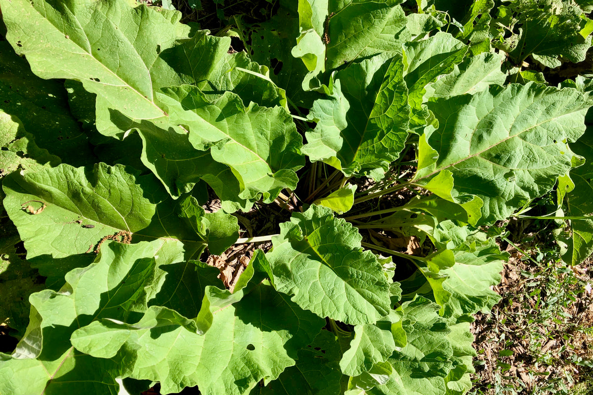 Burdock Root