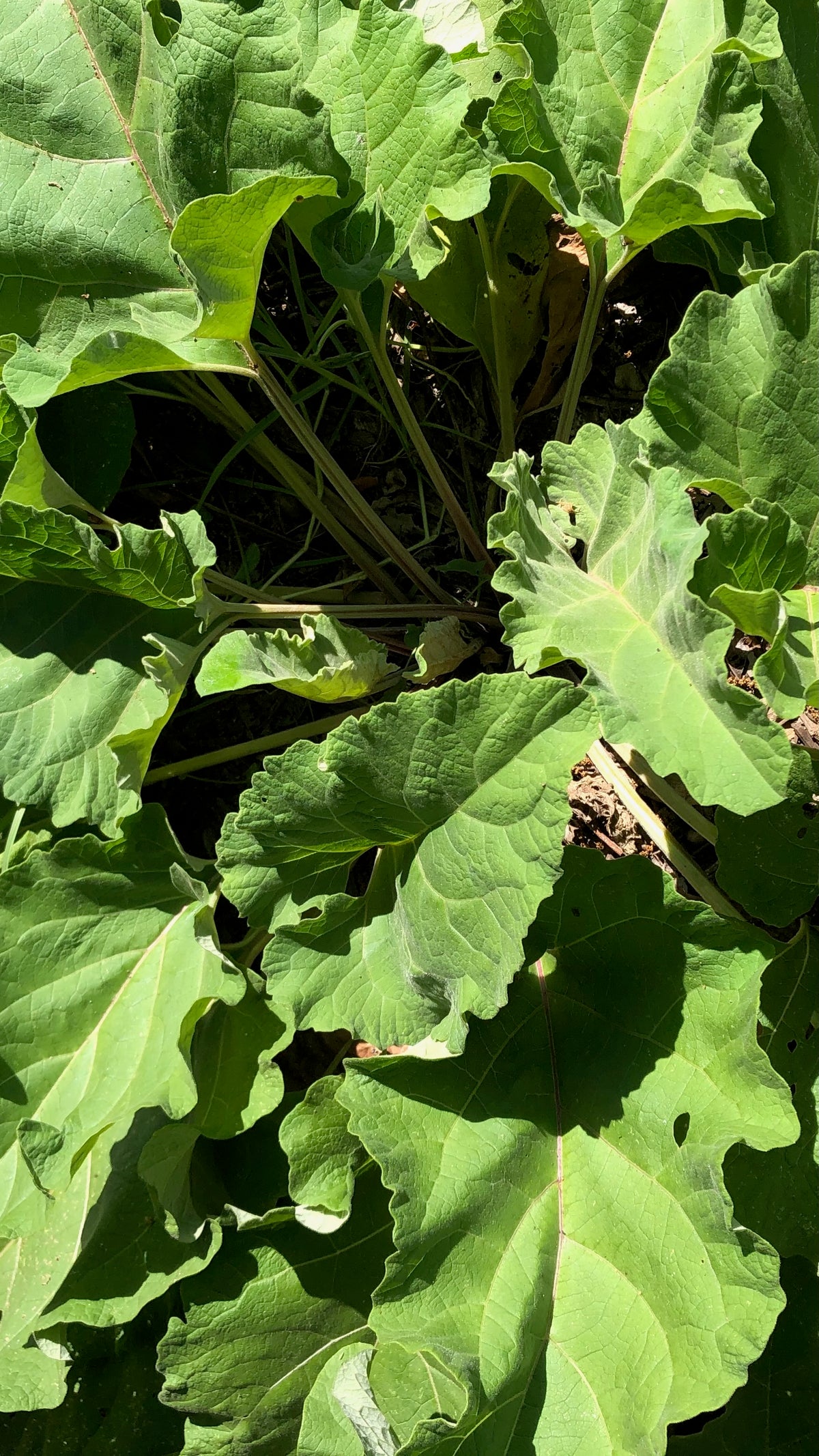 Burdock Root