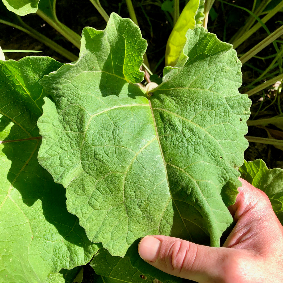 Burdock Root