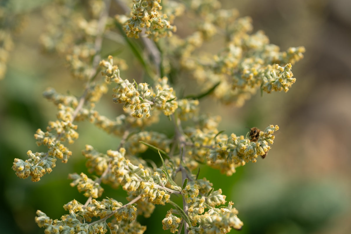 California Mugwort