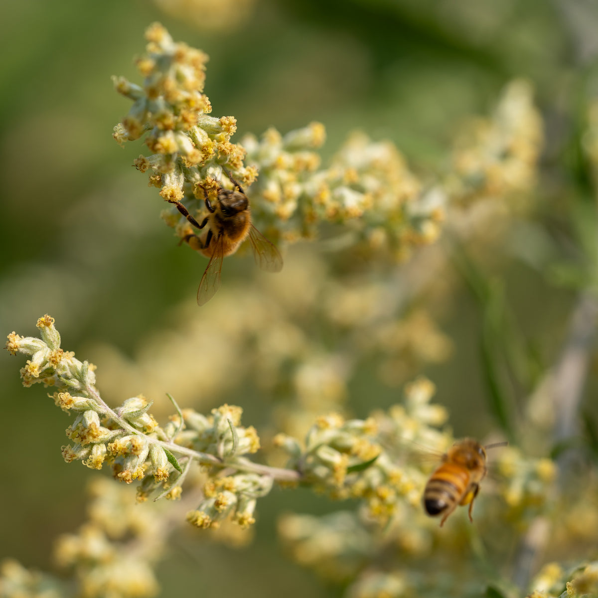 California Mugwort